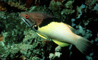 BONDIANUS MESOTHORAX